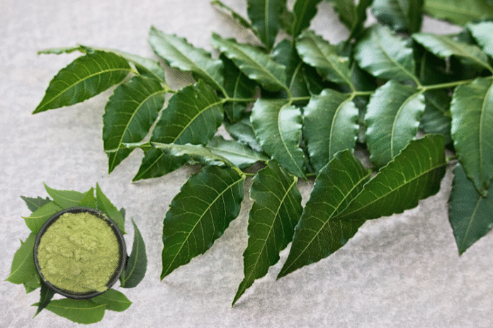 Neem Leaves Benefits for Health, Skin & Hair – A Natural Healing Guide
