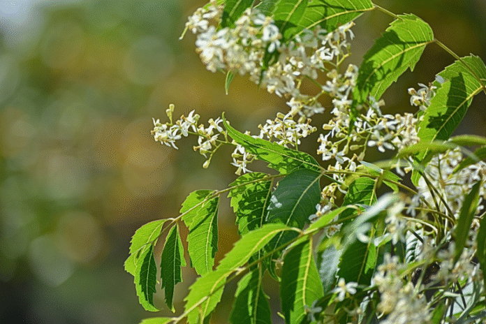 Top Neem Flower Recipes and Their Surprising Health Benefits