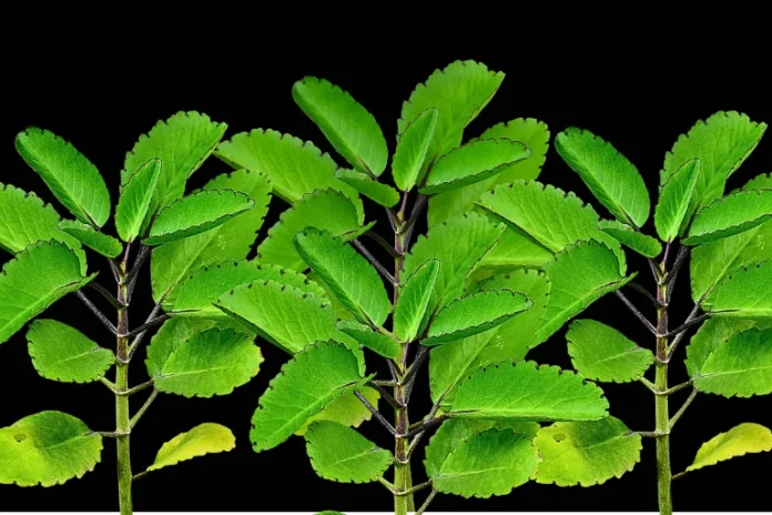 Medicinal Power of Kalanchoe Pinnata: Natural Remedies and Benefits